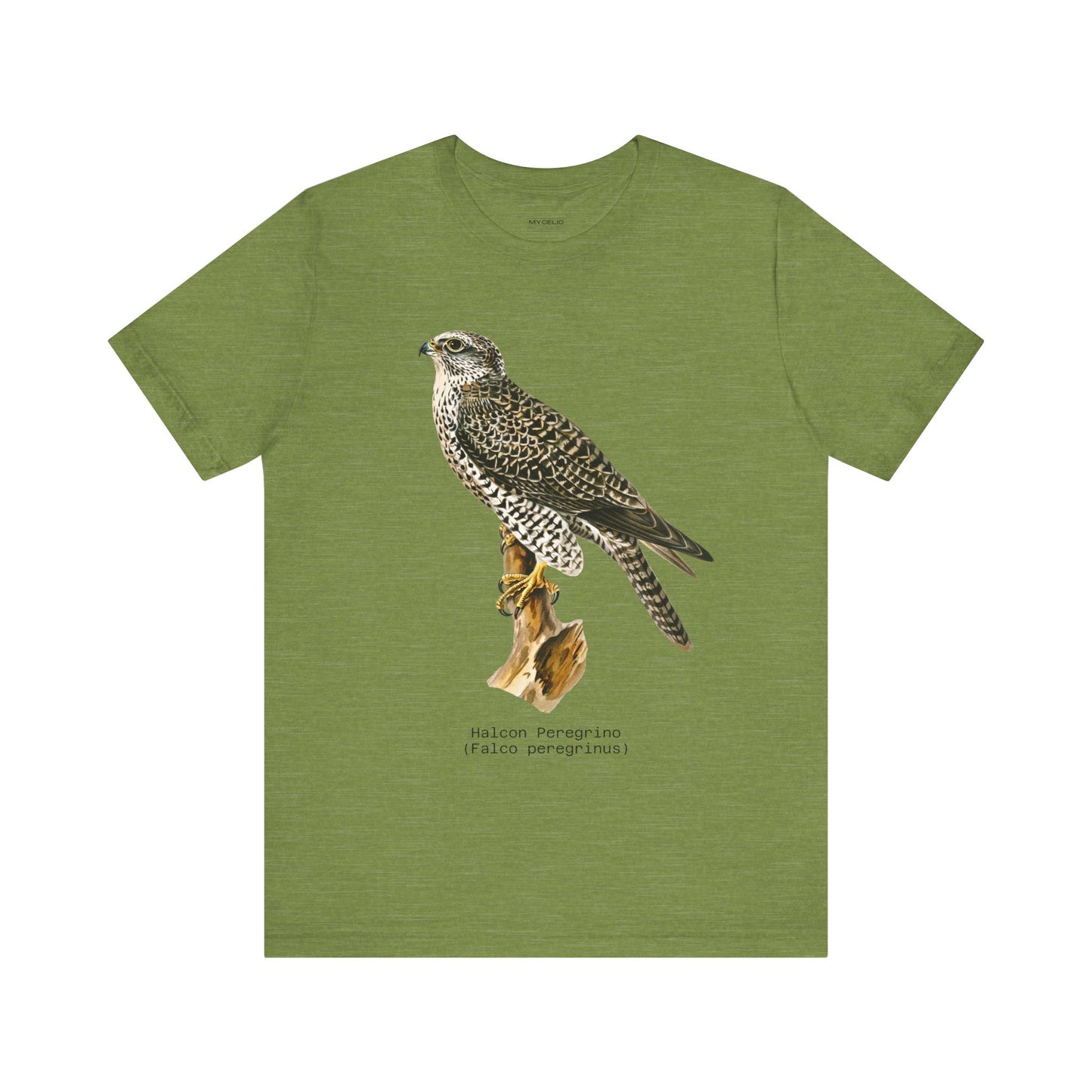 Peregrine Falcon
