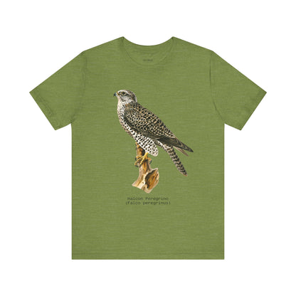 Peregrine Falcon